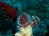 img47